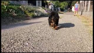 Maximus Tibetan mastiff puppy by Sirius Nova 659 views 11 months ago 5 seconds