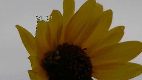 Select With the Polygonal Lasso Tool in Photoshop CS3