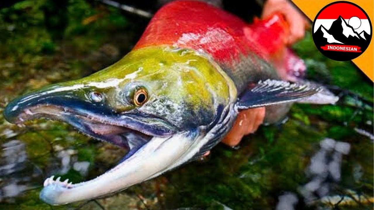 Tangkapan Raksasa Ikan Sockeye! Petualangan Memancing di Alaska bersama Coyote Peterson!
