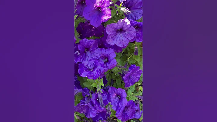A sea of purple petunia flowers at a park - DayDayNews