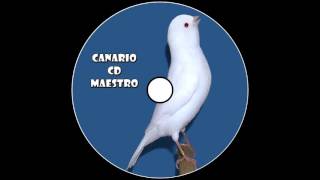 CD Canario Maestro / ElTitiHD