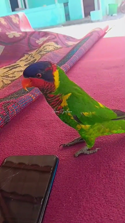 Perkici Dora #burung #shorts 23-09-34