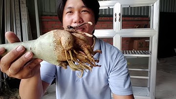 Cách xử lý sứ ghép treo bị thúi củ và cứu bo sứ giống///Phùng Thanh Lê hoa sứ Tân Phước Tây