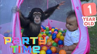 A Whole Year Of Monkey Business - Happy Birthday Vanara!!!