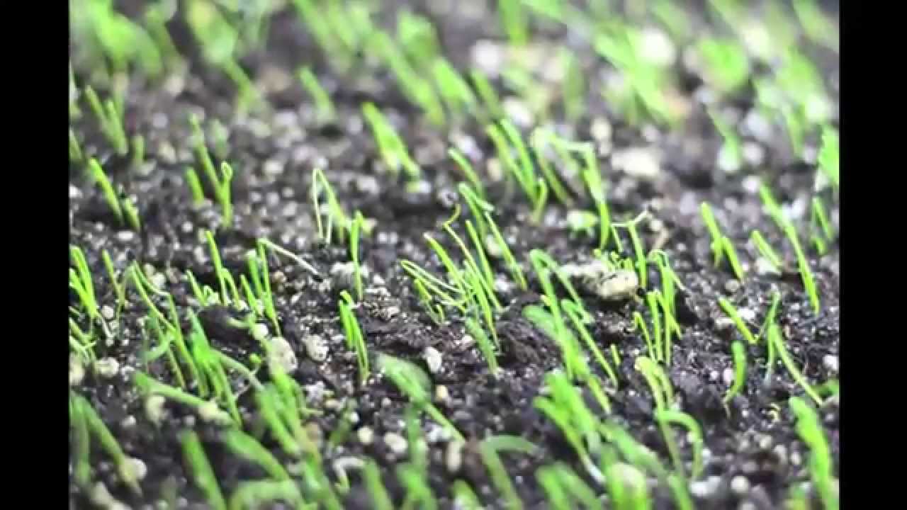 Onion Seedling time lapse 1 YouTube
