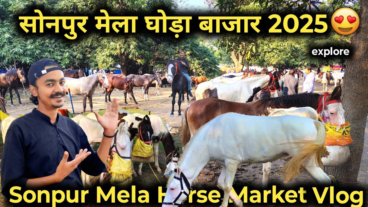 Sonpur mela 2025 horse market | सोनपुर मेला का घोड़ा बाजार | sonpur mela horse market full explore