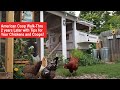 American Coop Walk-Thru 2 Years Later with Tips for Chickens & Coops!