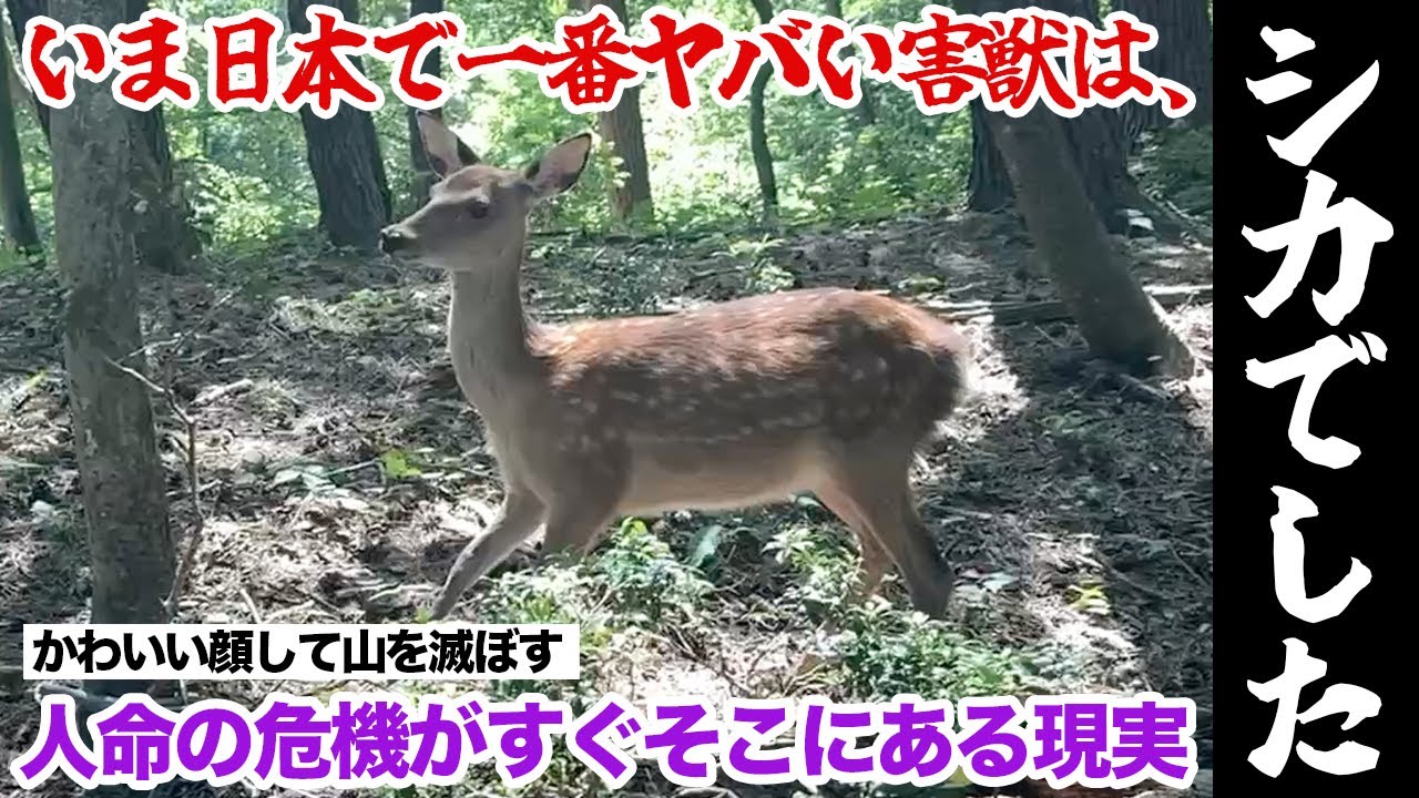 いま日本で一番ヤバい害獣は、シカでした！ - YouTube