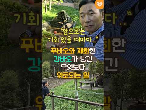 푸바오와 재회한 강바오가 남긴 무엇보다 <strong>위로되는</strong> 말 #shorts #푸바오 #강바오