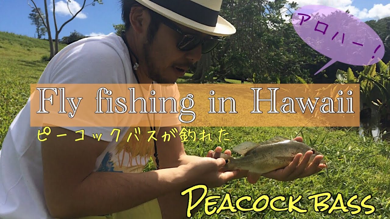 Peacock bass Fly fishing at Hoomaluhia Botanical Garden, Hawaii【ハワイでフライ