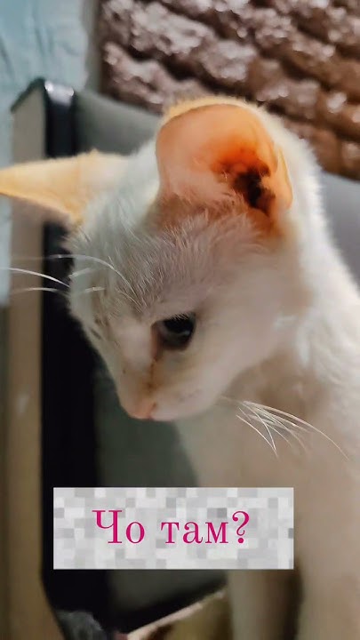 Чотам не дейсiң деп тұрғой🤣#котики #котик #котиксаймон - YouTube