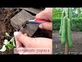 How to germinate papaya from seeds and gender change from male to female