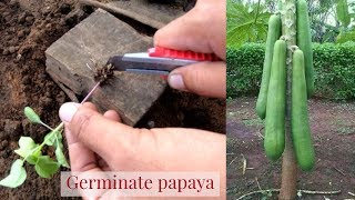 How to germinate papaya from seeds and gender change from male to female