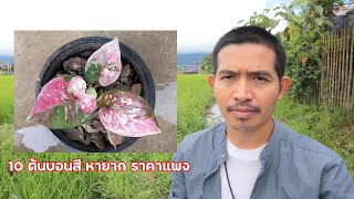 10 ต้นบอนสี หายาก  ราคาแพง