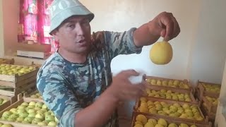 : Nok kochatlar bor+998889572727