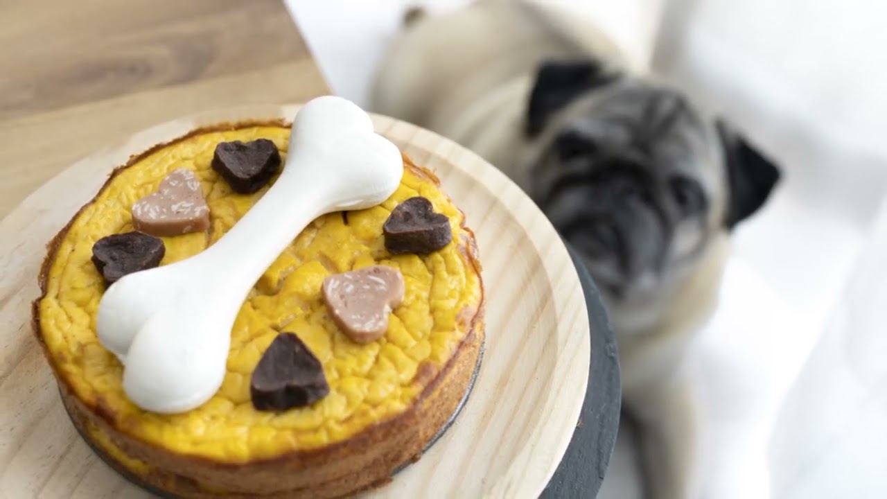 How Dogs Teach Us Life Lessons 🐾