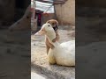Duck and dog love heating together shorts