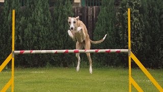 24.5. Agility With Whippets