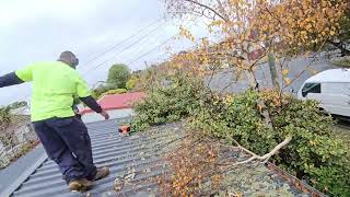 Cutting the HEDGE in half in Bad weather❄☀