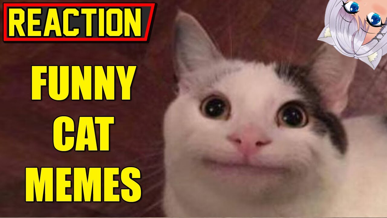 Lets Laugh Together Cute Cat Meme Compilation REACTION YouTube