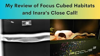 Focus Cubed Habitat Review by Heart's Scales 302 views 5 months ago 12 minutes, 17 seconds