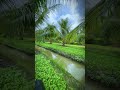 Miền Tây mến thương 😍#vietnam #vietnamcountry