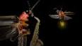 El extraño mundo de las luciérnagas ile ilgili video