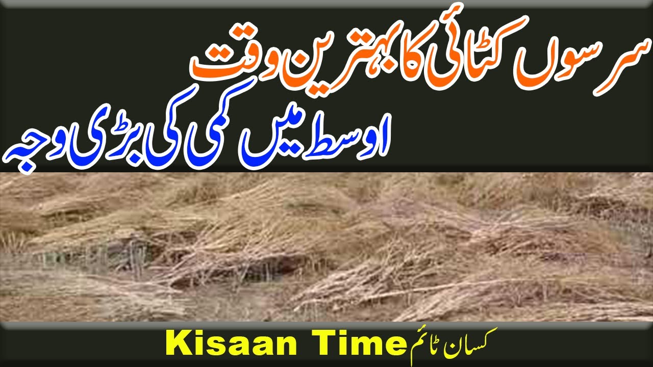 Sarso ki katai sarson ki katai ka waqt سرسوں کی کٹائی کا بہترین وقت Kisan time کسان ٹائم