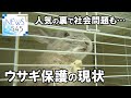 【報道特集】人気の裏で社会問題も…ウサギ保護の現状
