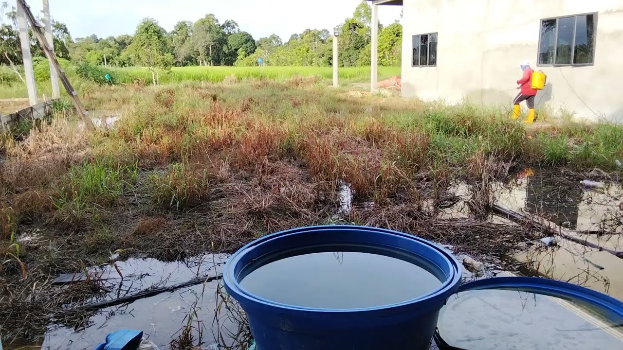 mancit rumput ba belakang rumah guys..