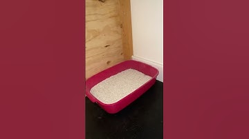 Kyle Thomas 💙 putting my meerkats in their NEW home!! 🥰 #kylethomas #shorts