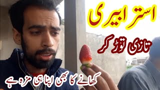 strawberries in my Village cultivation of strawberries  strawberry farming in pakistan Village Vlogs