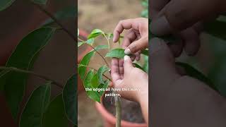 How to Identify Agarwood Seedlings: 5 Kynam Varieties Explained