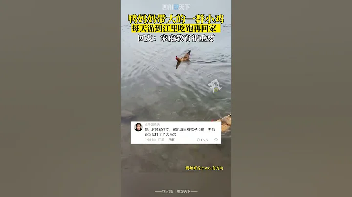 教育的重要性！鸭妈妈带大的一群小鸡，每天游到江里吃饱再回家！ - 天天要闻