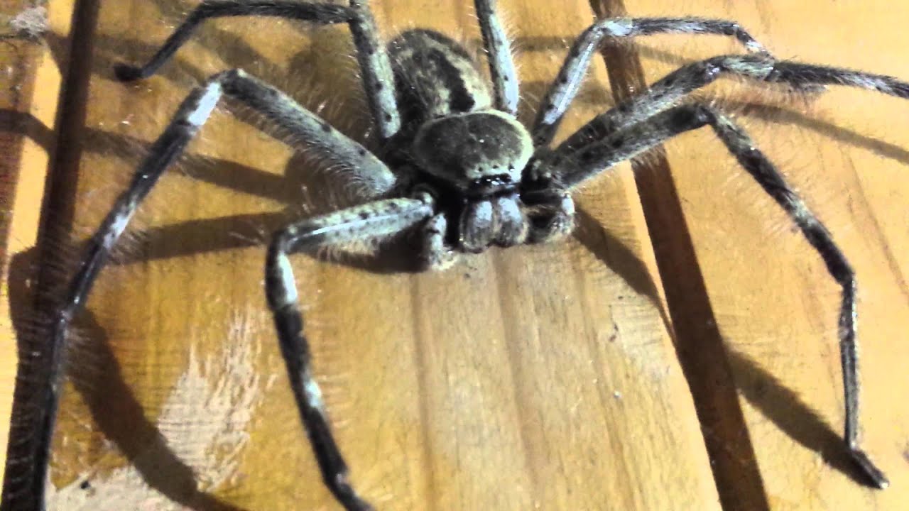 huntsman spider