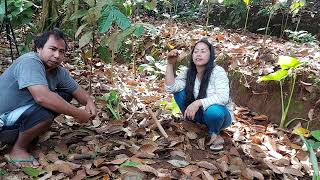 Pasangan suami istri melakukan cocok tanam dikebun tanam anunya yang besar kesukaan mama talas busil