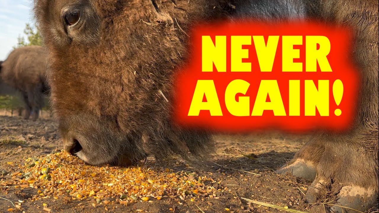 Not On OUR Bison Ranch!