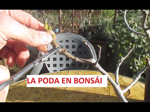 LA PODA EN BONSÁI ֍ CURSO BÁSICO DE BONSÁI 🌿✂️