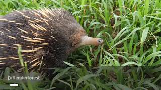 Echidna An Adventure In The Wild World Of Mystery And Power