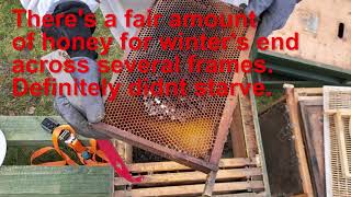 Why did my bees die?
