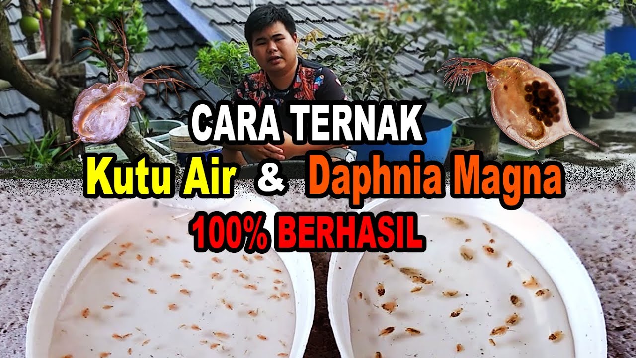 TIPS Kultur Kutu Air & Daphnia Magna 100% Berhasil