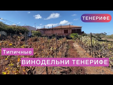 Винодельни Тенерифе ТАКИЕ РАЗНЫЕ. Экскурсия в бодегу. Вино Канары.