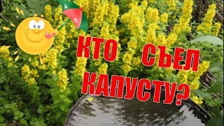 ДАЧНЫЙ ВЛОГ/ Борьба с сорняками/Потери