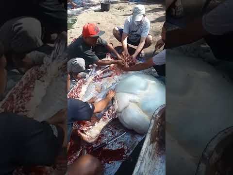 Qurban di Salakan