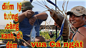 VUA CÁ NGÁT: CÂU TÔM ĐIỂM LÝ TƯỞNG, HỐT TÔM CÀNG XANH