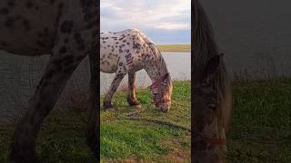 Spotted Horse 101 🐴 eating grass by the lake / Пятнистая лошадка 101 🐎 ест траву у озера ++ #horse