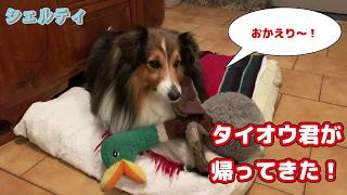 [Sheltie] Taiou-kun is back! [Country life in France🇫🇷] #dogwalk #smartdog #doglife #sheltie