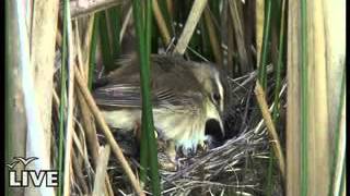 (Part 1) BBC Springwatch 2012 - Episode 8
