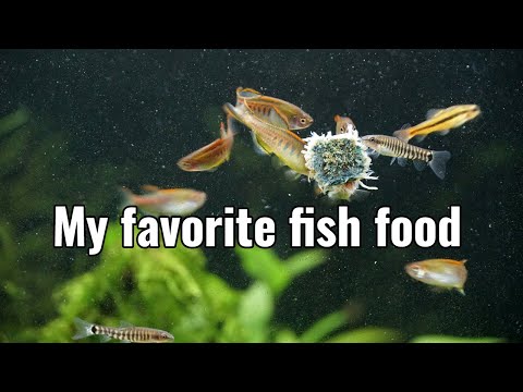 Product Review- Aquarem Freeze Dried Blackworms