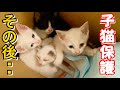 棄て猫から家猫へ、猛暑に保護したオッドアイ姉妹猫達の現在 あれから2年